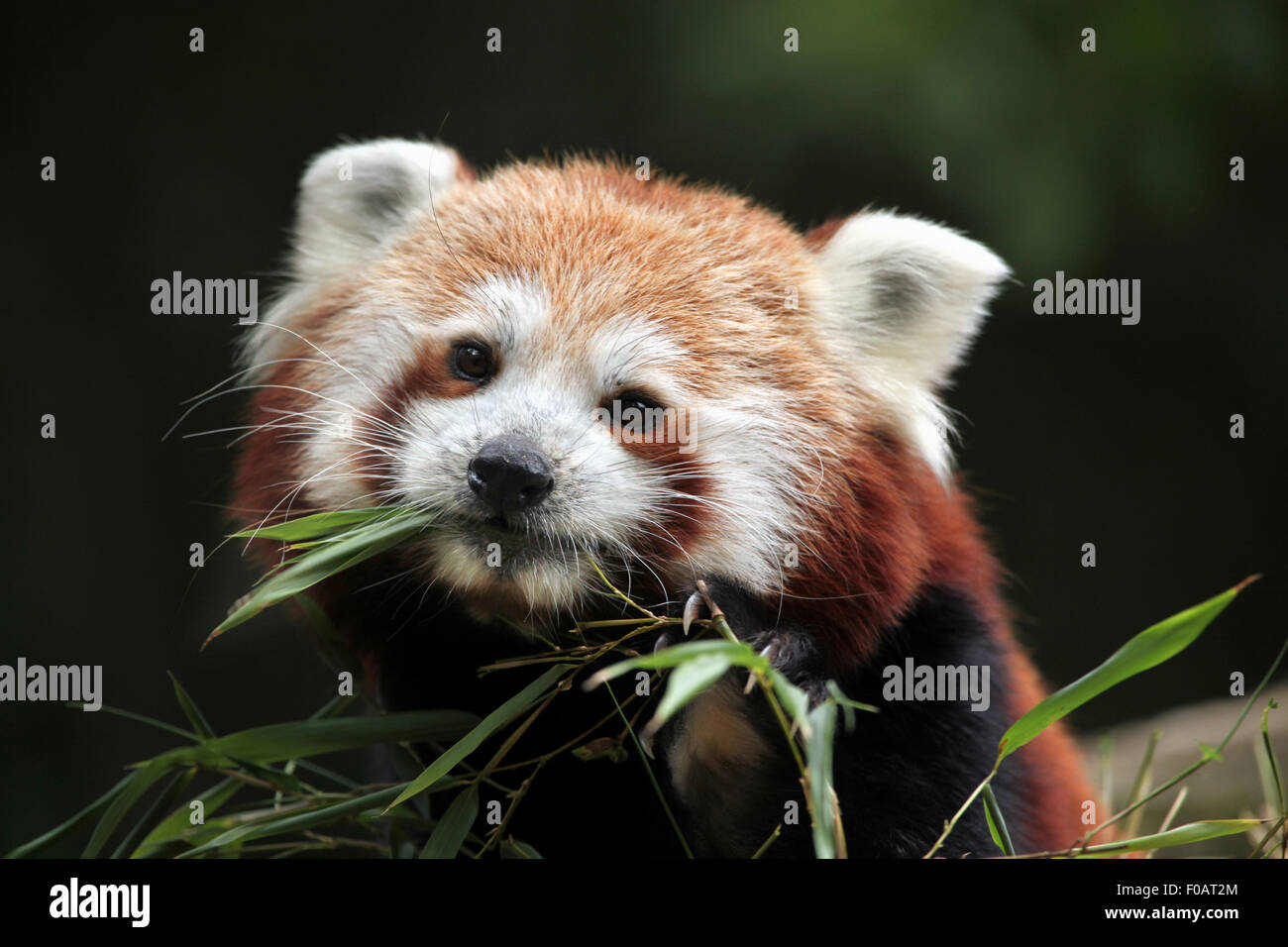 Le panda rouge (Ailurus fulgens) mange le bambou au Zoo de Chomutov en Bohême du Nord, Chomutov, République tchèque. Banque D'Images