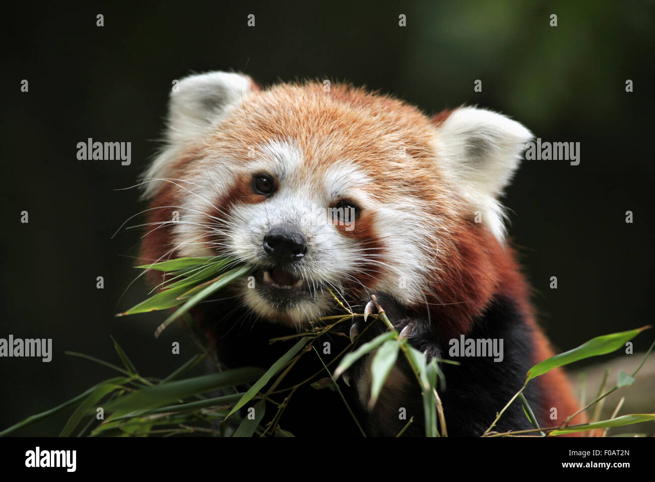 Le panda rouge (Ailurus fulgens) mange le bambou au Zoo de Chomutov en Bohême du Nord, Chomutov, République tchèque. Banque D'Images