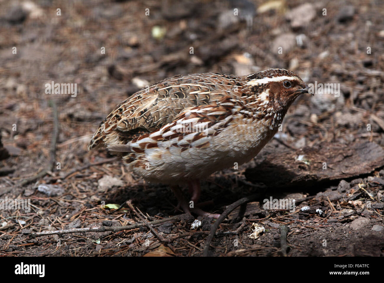 La caille japonaise (Coturnix japonica) au Zoo de Chomutov en Bohême du Nord, Chomutov, République tchèque. Banque D'Images