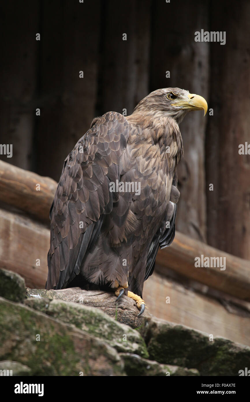 À queue blanche (Haliaeetus albicilla), également connu sous le nom de l'aigle de mer au Zoo de Chomutov en Bohême du Nord, Chomutov, République tchèque Republi Banque D'Images