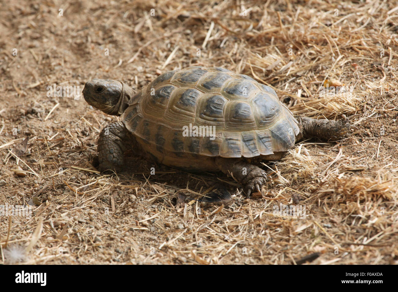 (Agrionemys horsfieldii tortue russe), également connu sous le nom de la tortue d'Asie centrale au Zoo de Chomutov en Bohême du Nord, Chomutov, Banque D'Images