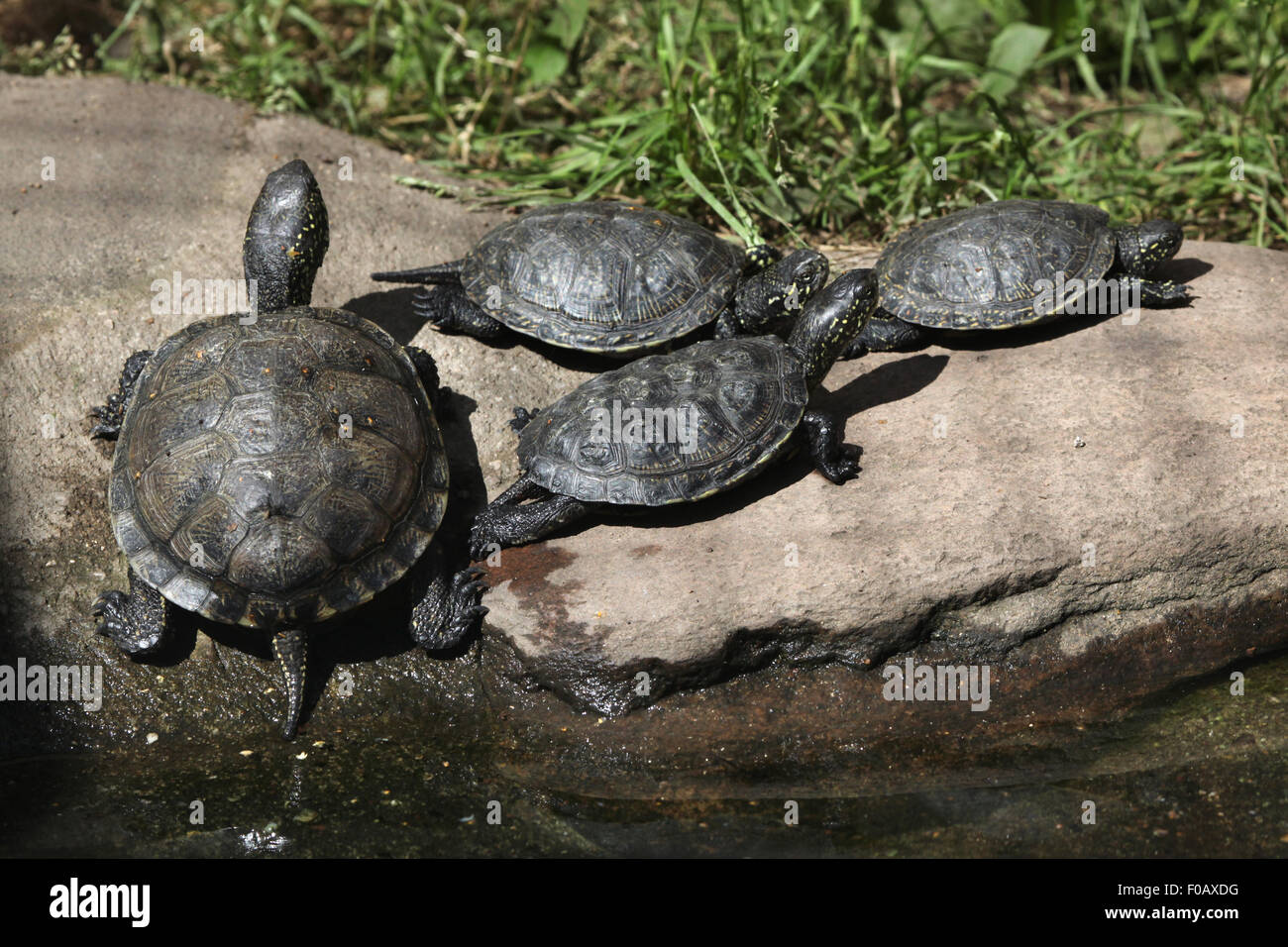 La tortue cistude (Emys orbicularis), également connu sous le nom de l'étang d'eau douce au Zoo de Chomutov en Bohême du Nord, Chomutov, Cz Banque D'Images