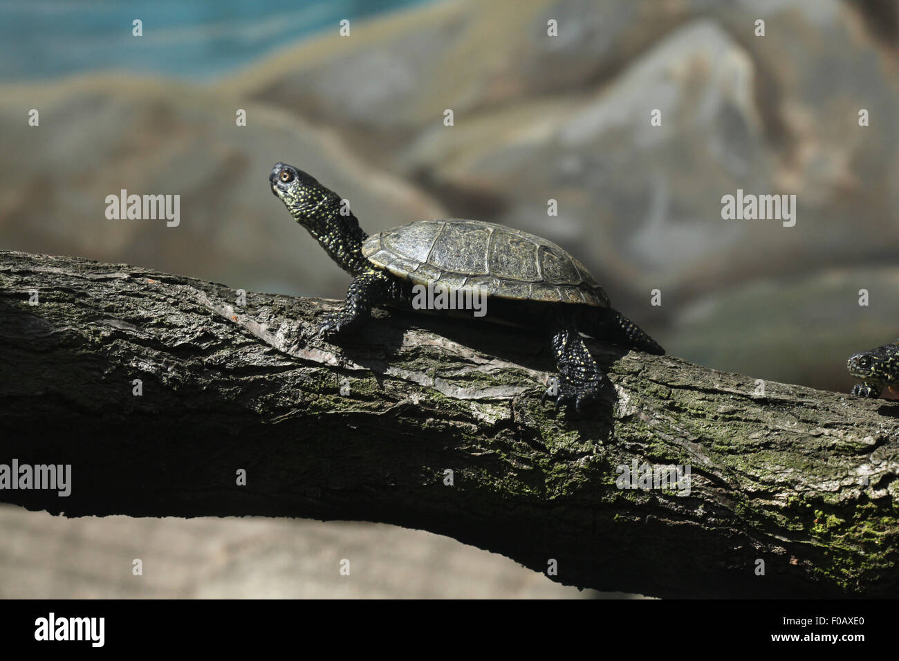 La tortue cistude (Emys orbicularis), également connu sous le nom de l'étang d'eau douce au Zoo de Chomutov en Bohême du Nord, Chomutov, Cz Banque D'Images