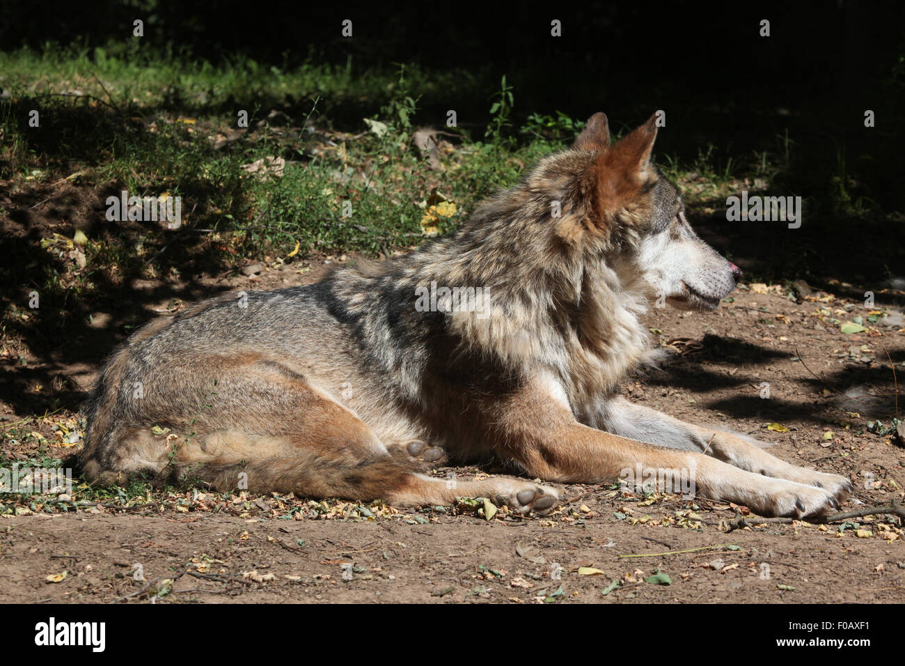 Loup eurasien (Canis lupus lupus) au Zoo de Chomutov en Bohême du Nord, Chomutov, République tchèque. Banque D'Images