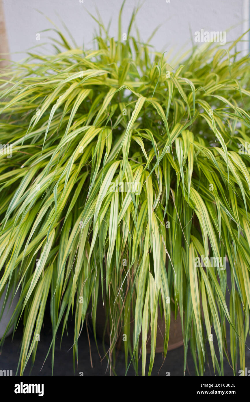 Hakonechloa macra 'herbes ornementales Aureola' croissant dans un pot sur un patio en ardoise contre mur blanc, feuillage rayé jaune Banque D'Images