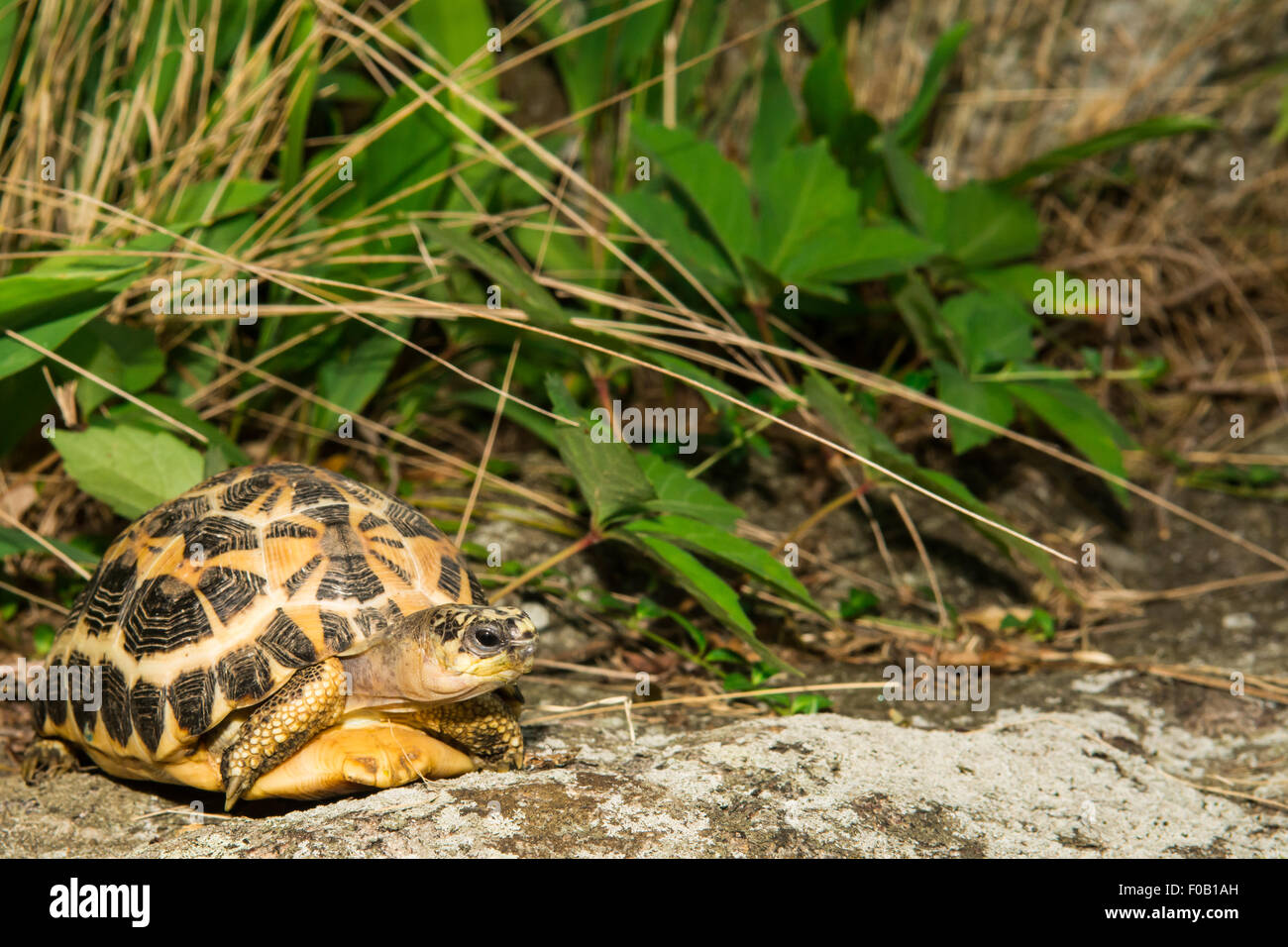 Tortue araignée Banque D'Images