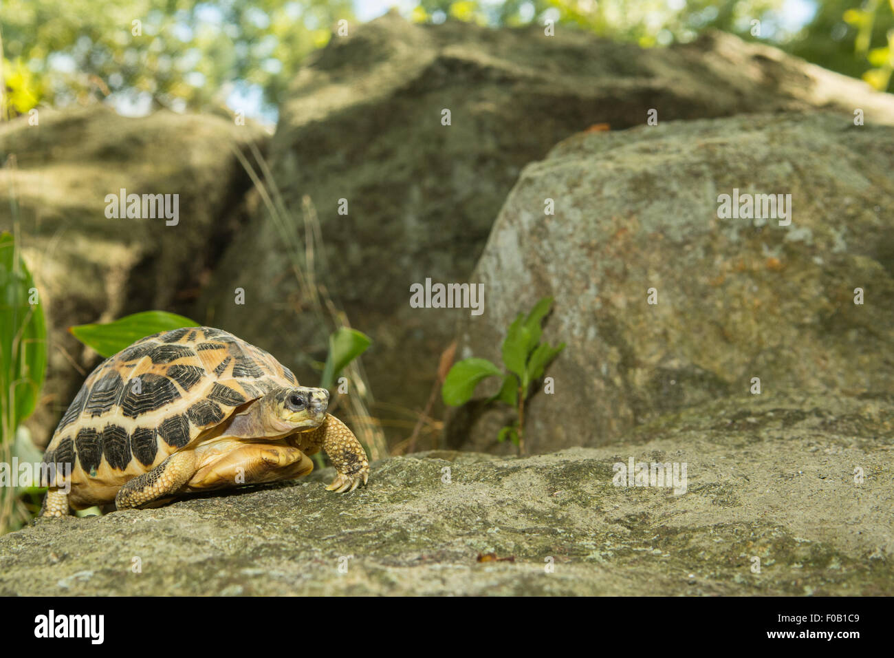 Tortue araignée Banque D'Images
