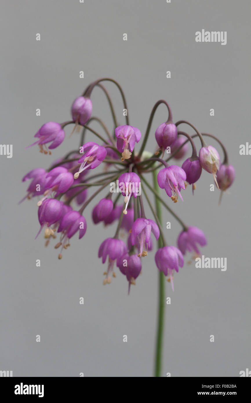 L'Allium cernuum, hochant oignon ou lady's leek - fleurs roses contre l'arrière-plan simple Banque D'Images