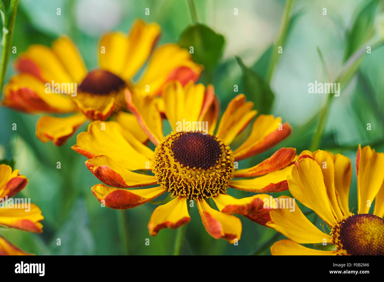 Helenium Rauchtopas asteraceae Banque D'Images