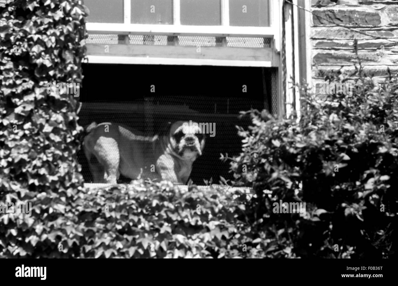 Une vue de dessous d'un bulldog sur un rebord de fenêtre d'une maison. Ivy est croissant sur l'immeuble. Banque D'Images