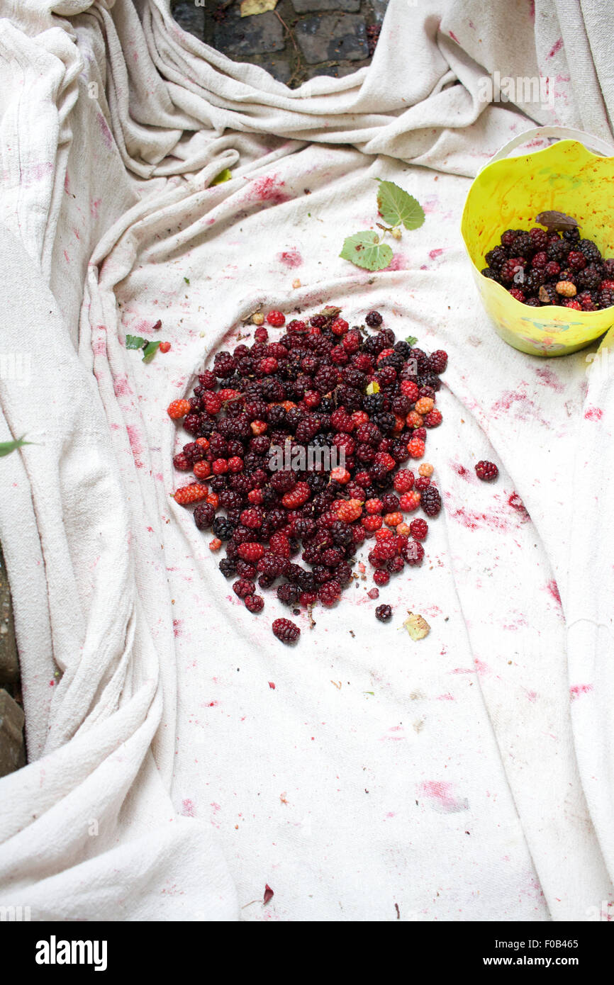 Fraîchement cueilli et mûres. Les fruits mûrs de la mûrier platane, morus nigra, recueillis dans une feuille, et jaune seau Banque D'Images