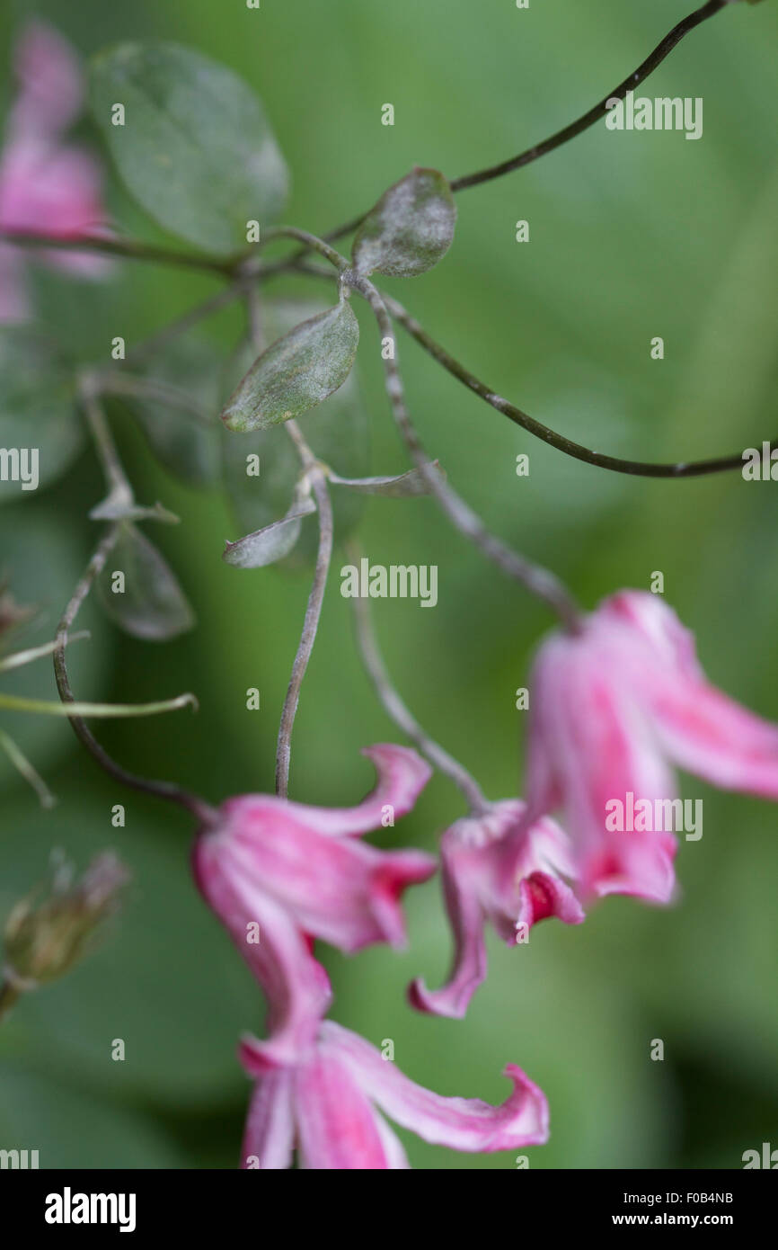 Close up du mildiou sur feuilles et tiges de plantes Clematis 'Belle Etoile' Banque D'Images