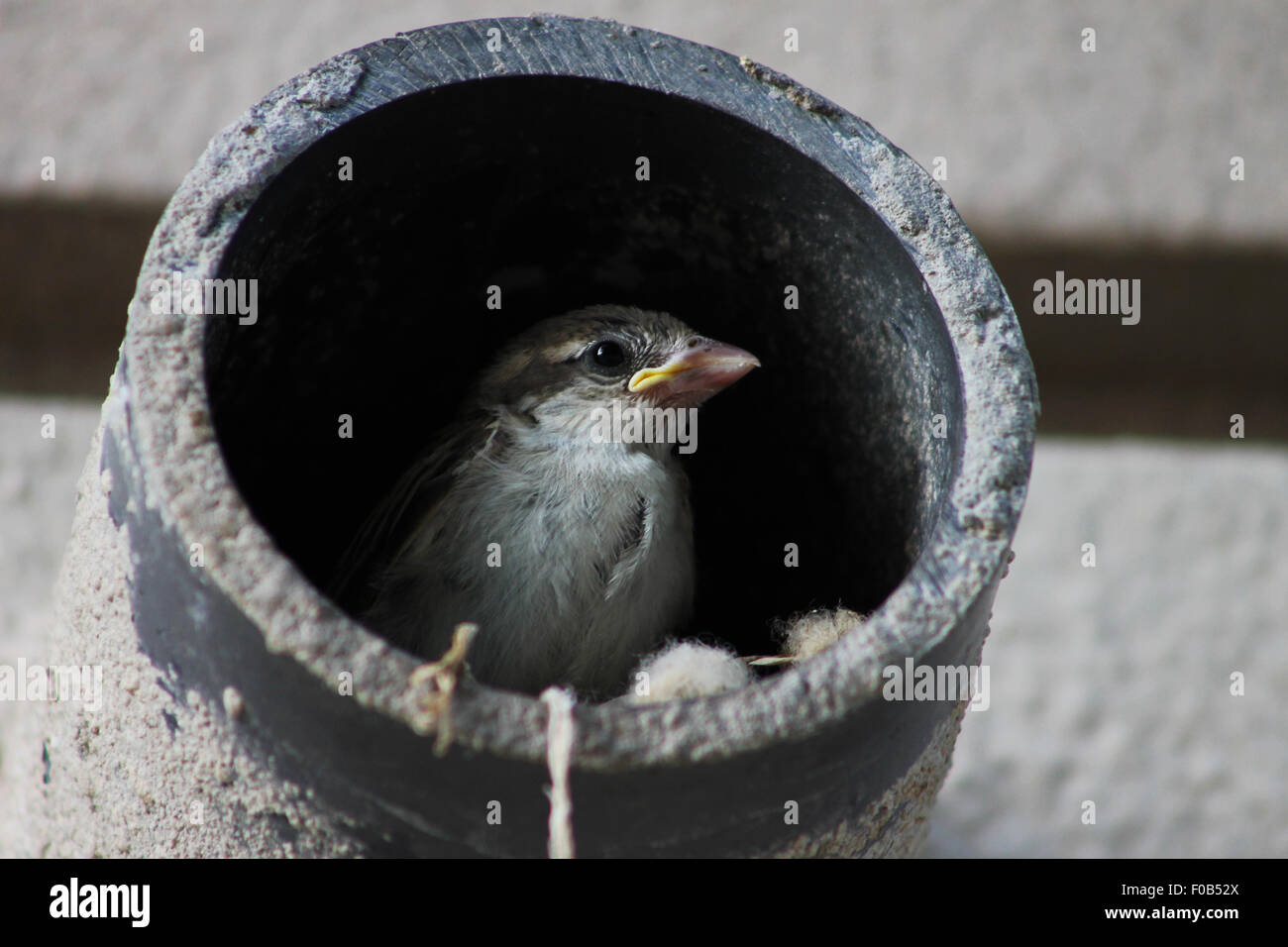 Sparrow bébé attend sa mère à venir avec de la nourriture dans un nid fait à l'intérieur d'un tuyau de béton. Banque D'Images