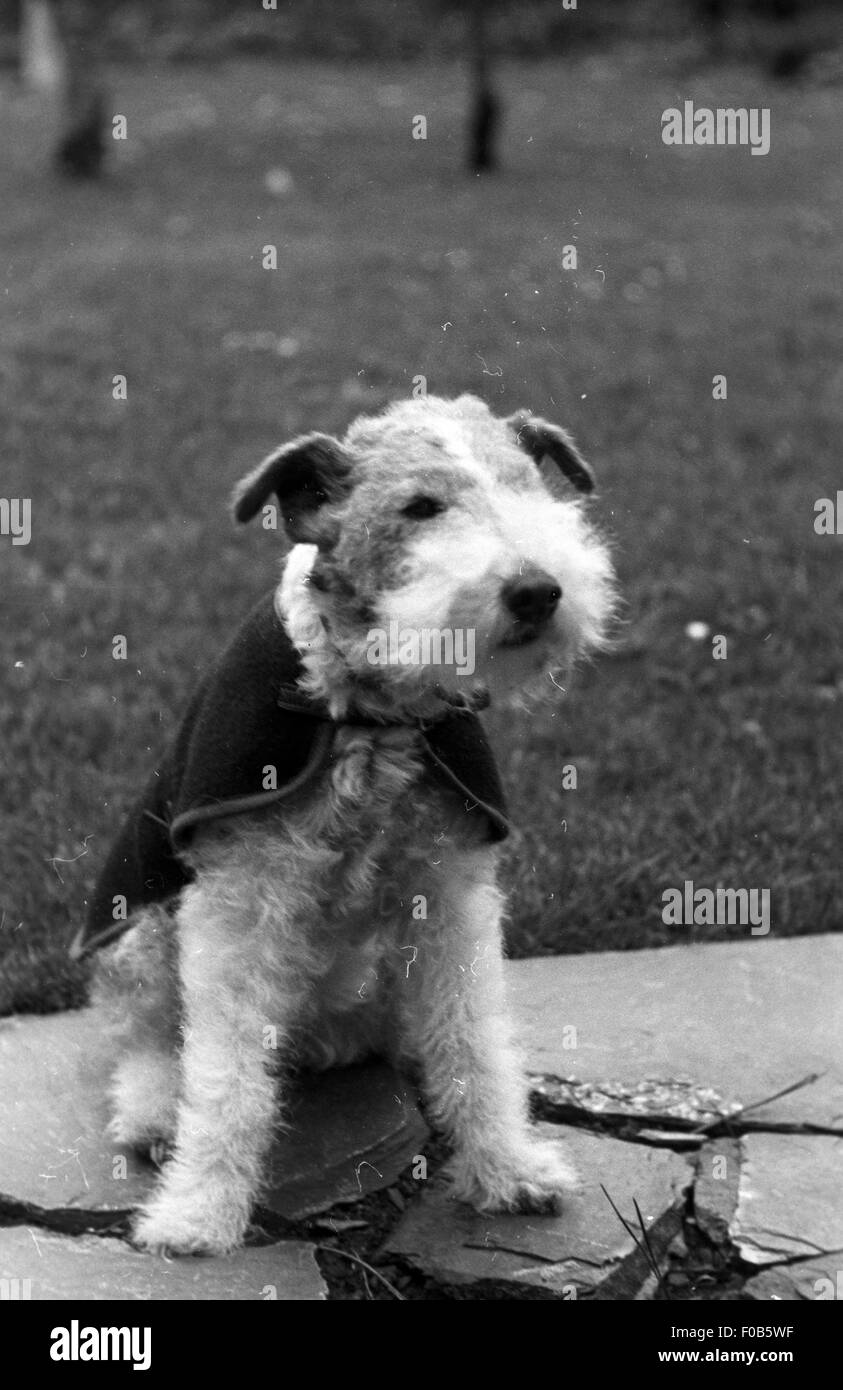 Un chien Fox Terrier avec son pelage d'hiver, assis dans le jardin. Banque D'Images