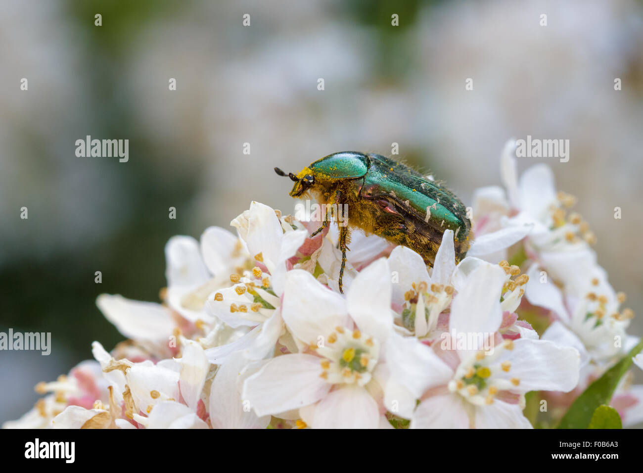 Couverture Rose sur une fleur blanche. Banque D'Images