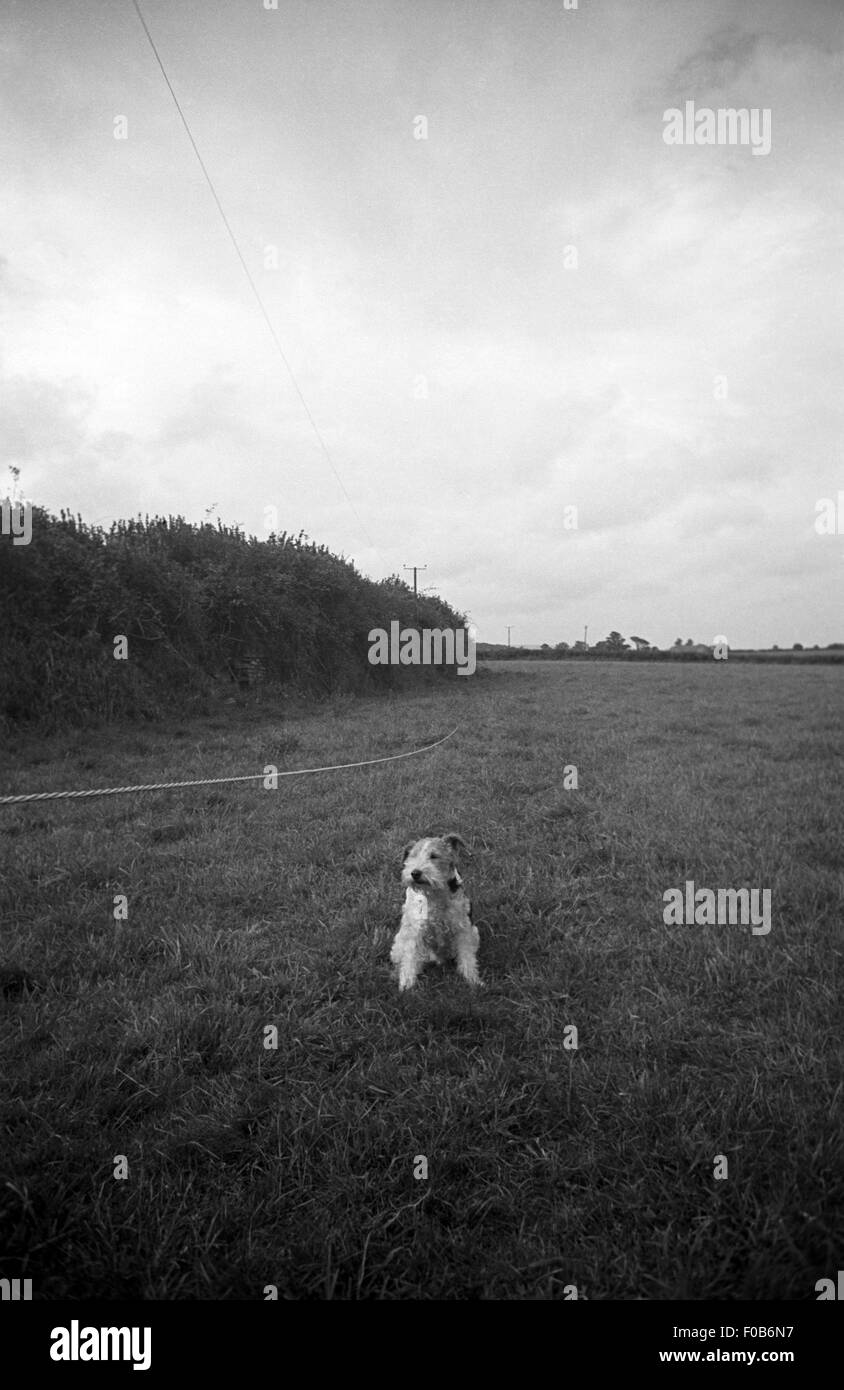 Un chien Fox Terrier poil fil dans le champ. Banque D'Images