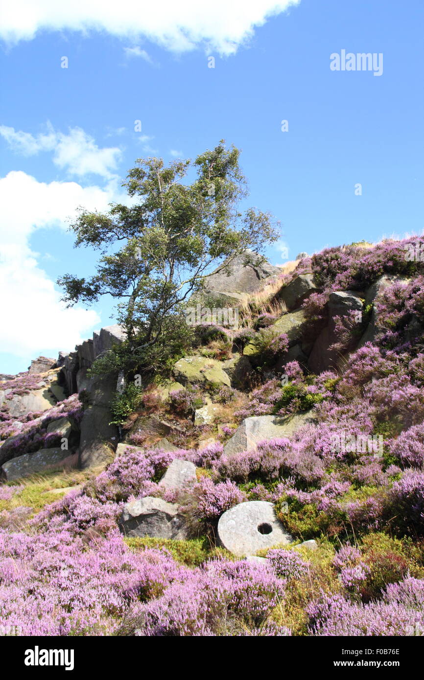Un arbre grandit par une meule abandonnée sur la lande de bruyère à Burbage Edge dans le Peak District National Park, Angleterre Royaume-uni Banque D'Images