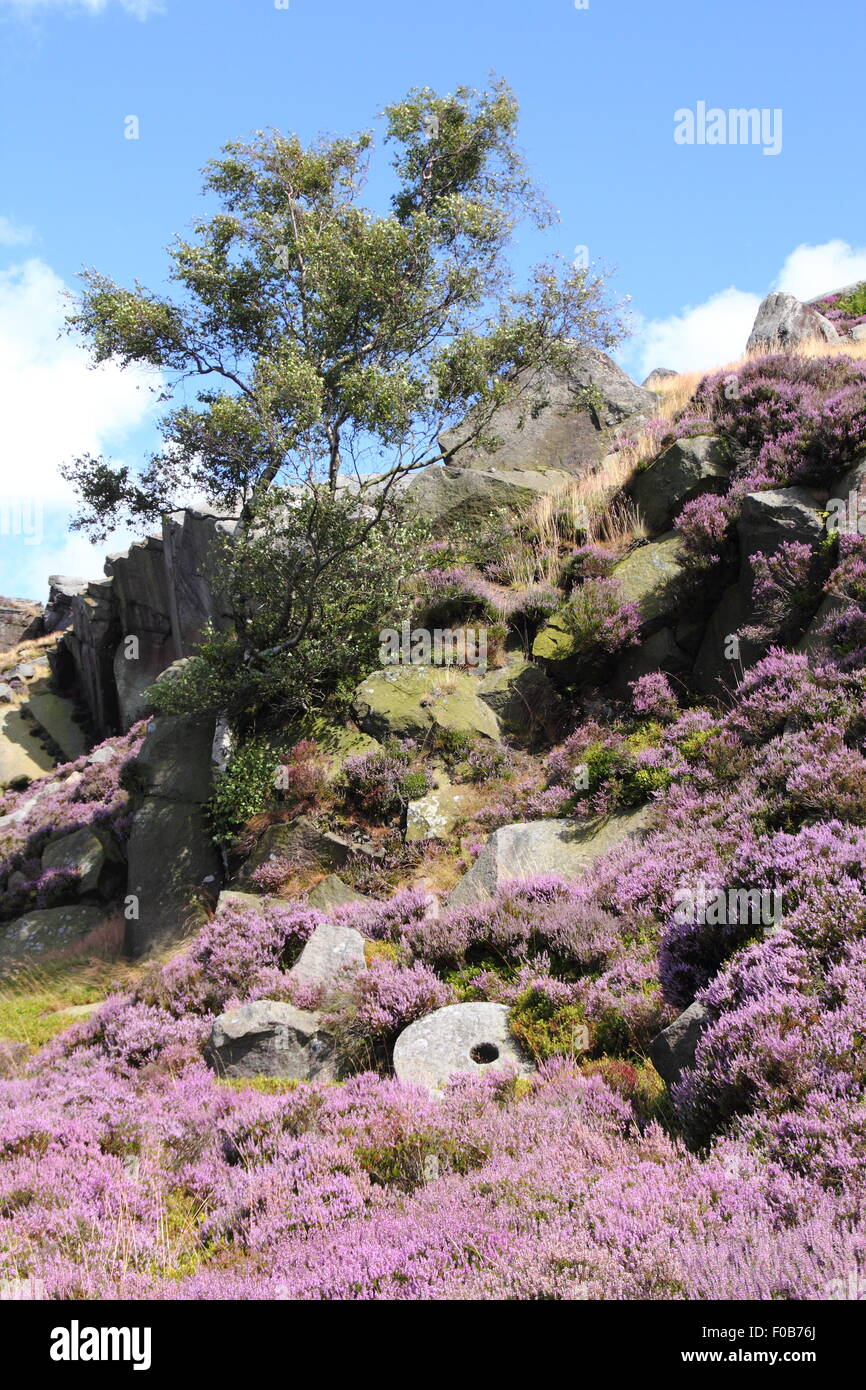 Un arbre grandit par une meule abandonnée sur la lande de bruyère à Burbage Edge dans le Peak District National Park, Angleterre Royaume-uni Banque D'Images