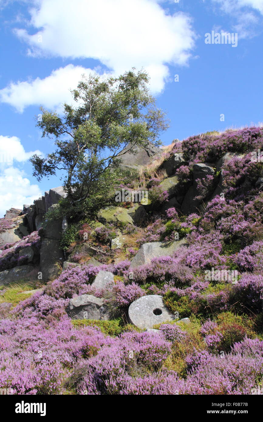 Un arbre grandit par une meule abandonnée sur la lande de bruyère à Burbage Edge dans le Peak District National Park, Angleterre Royaume-uni Banque D'Images