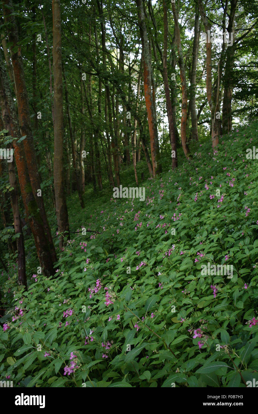 L'Impatiens glandulifera envahissantes - Casque de policier, Balsamine de l'Himalaya, du Gnome - Hatstand sur prospère banque forestiers, Yorkshire Banque D'Images