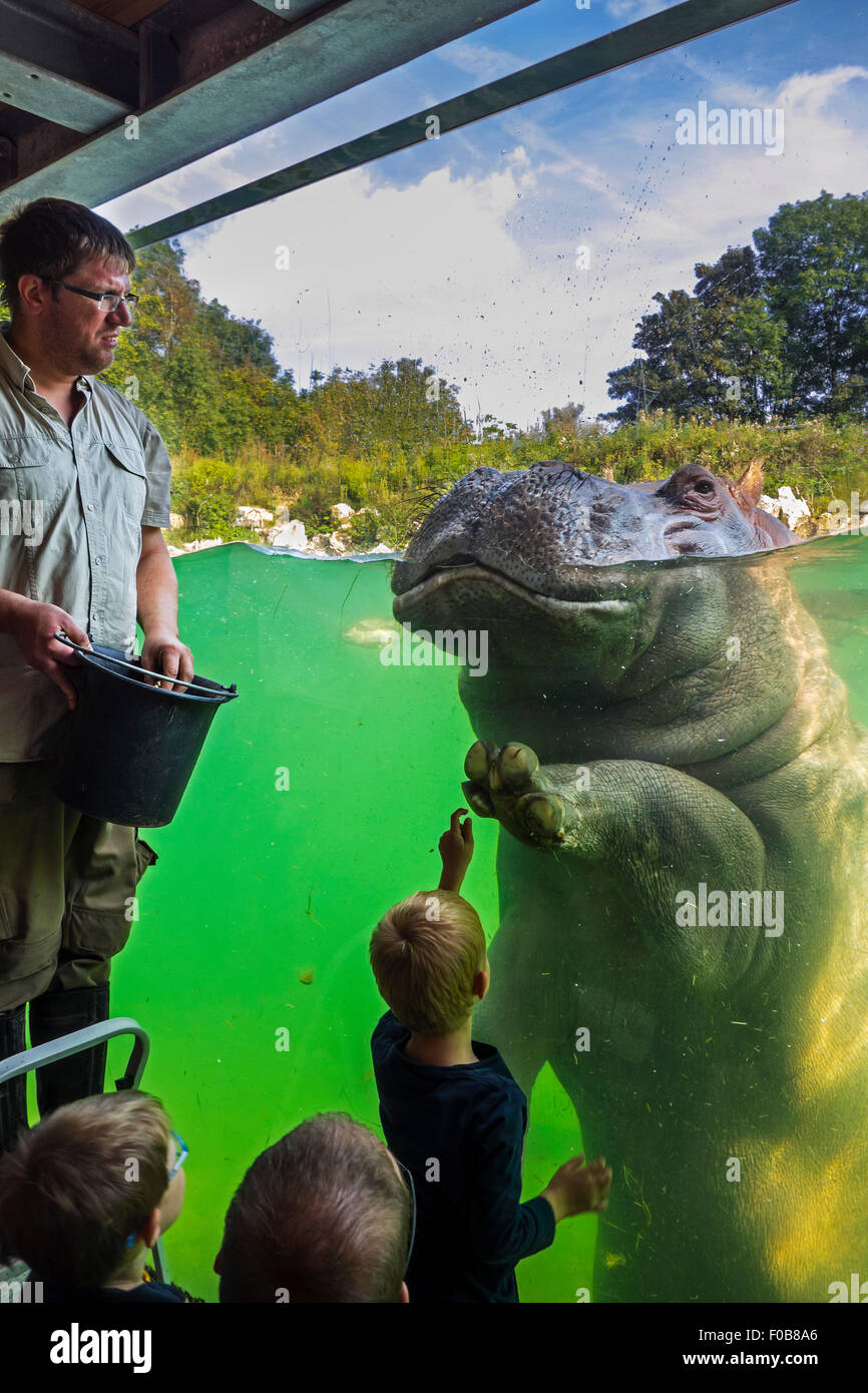 Les enfants à l'alimentation à zookeeper / hippopotame Hippopotame (Hippopotamus amphibius) à Pairi Daiza, parc à thème des animaux en Belgique Banque D'Images