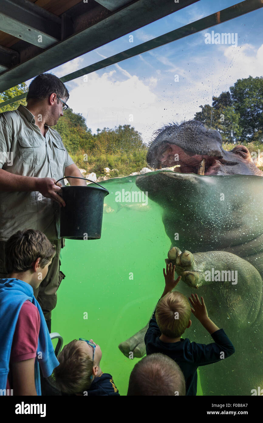 Enfant, offrant un rapport de cinq à hippopotamus / Hippopotame (Hippopotamus amphibius) à Pairi Daiza, parc à thème Animal Brugelette, Belgique Banque D'Images