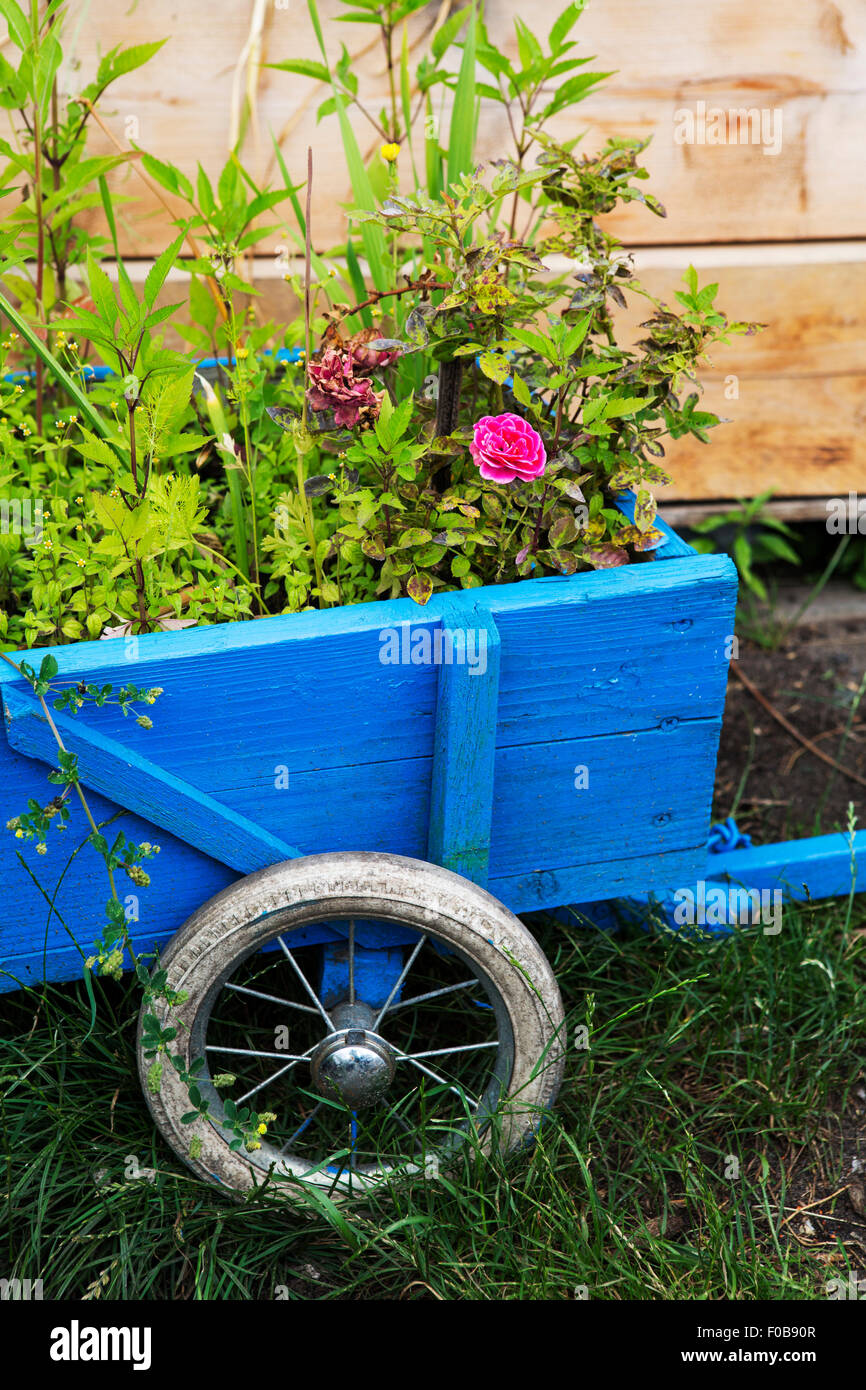 Fleurs dans une brouette en bois bleu Banque D'Images