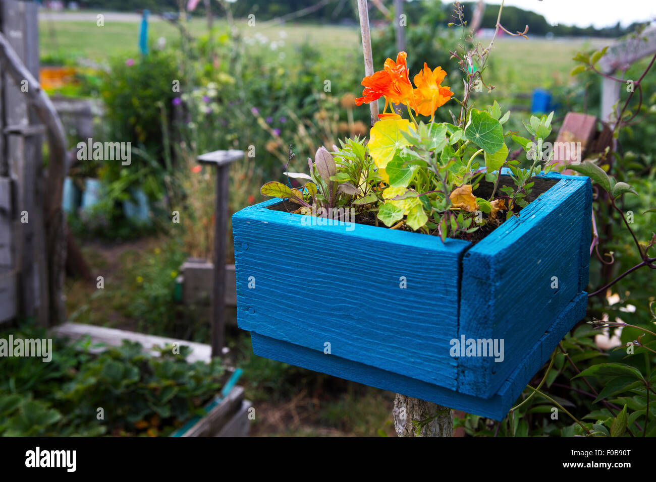 Fleurs orange bleu dans une boîte en bois dans un jardin sauvage Banque D'Images