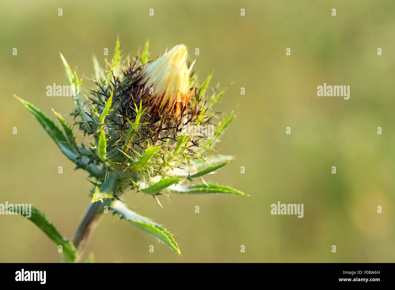 Bud Carline chardon (Carlina vulgaris) sur un arrière-plan flou. Close-up. Banque D'Images