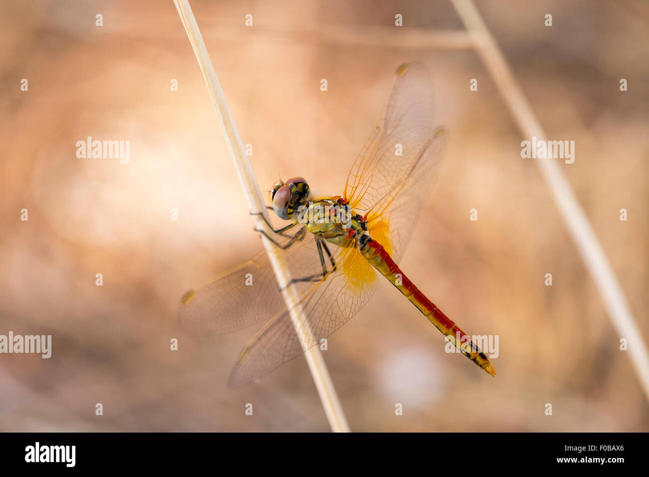 Closeup macro shot de belles couleurs avec une libellule posée sur une branche. Une libellule est un insecte appartenant à l'ordre Banque D'Images