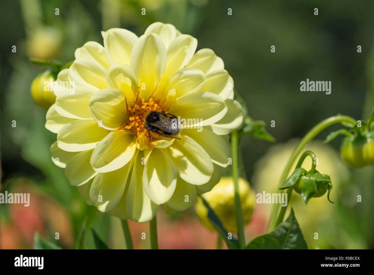 Dahlia Sungold Banque D'Images