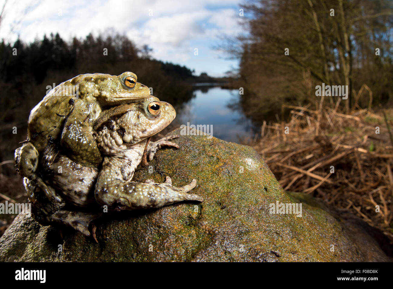 Une paire de crapauds communs (Bufo bufo) à la morue au réservoir près de Osmotherley Beck dans le North York Moors National Park. Avril. Banque D'Images