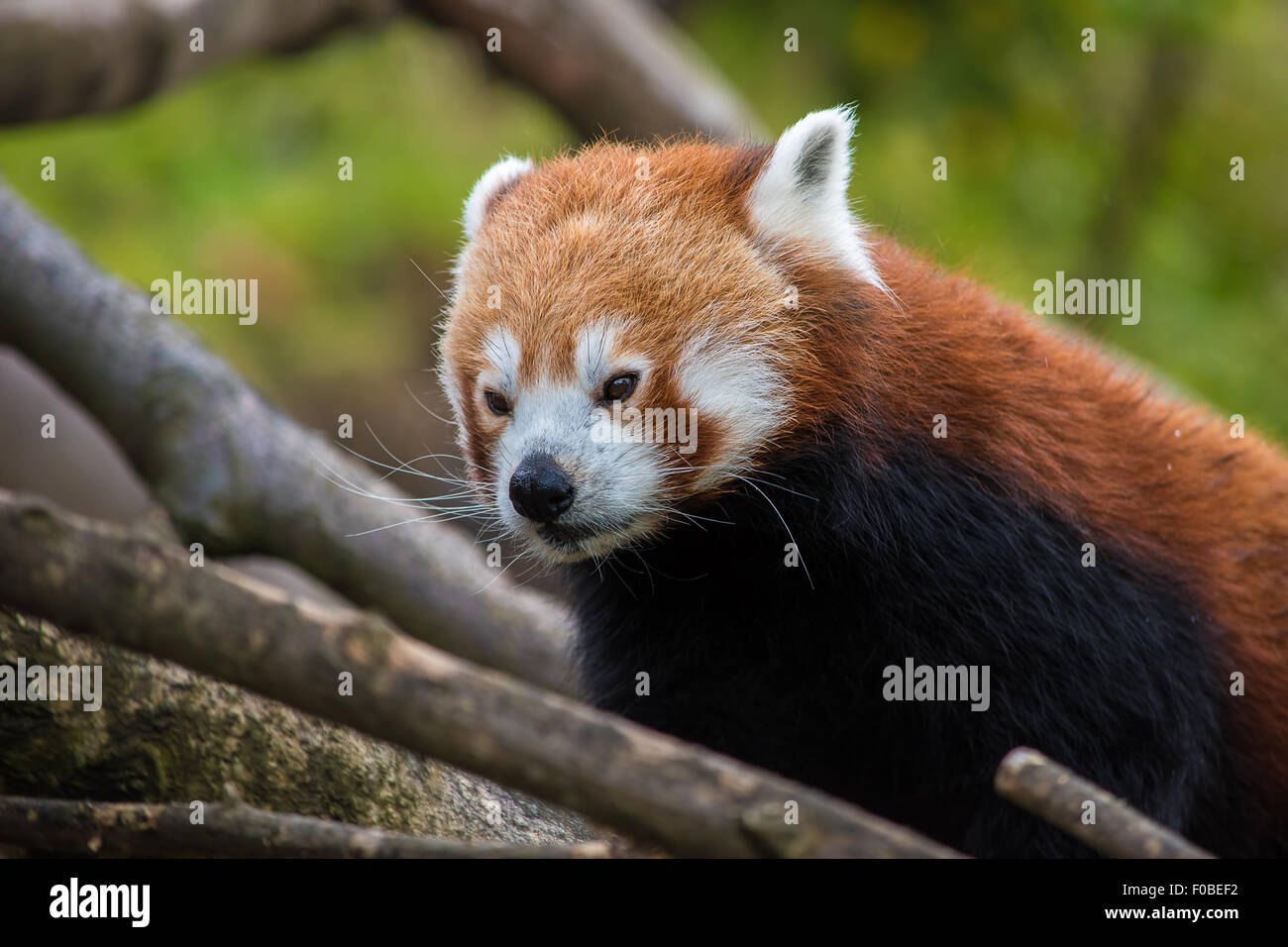 Gros plan d'une face du panda rouge Banque D'Images