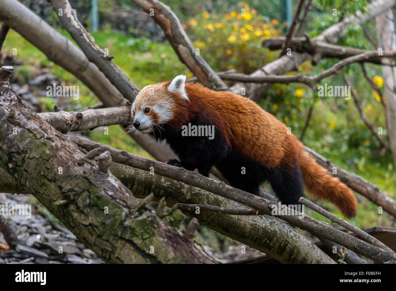 Le panda rouge autour de certains arbres Banque D'Images