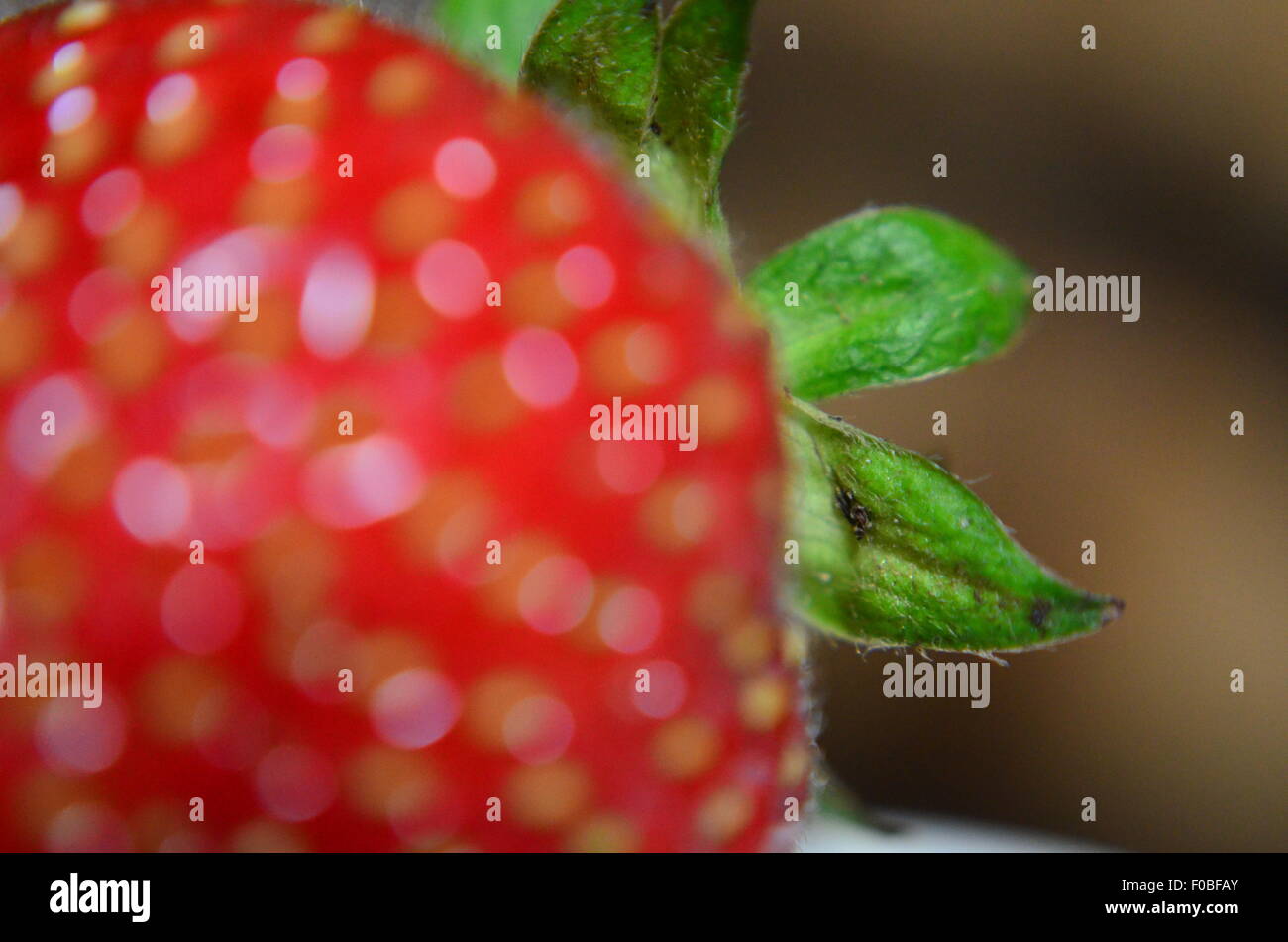 La Fraise, Close up, studio, Macro Banque D'Images