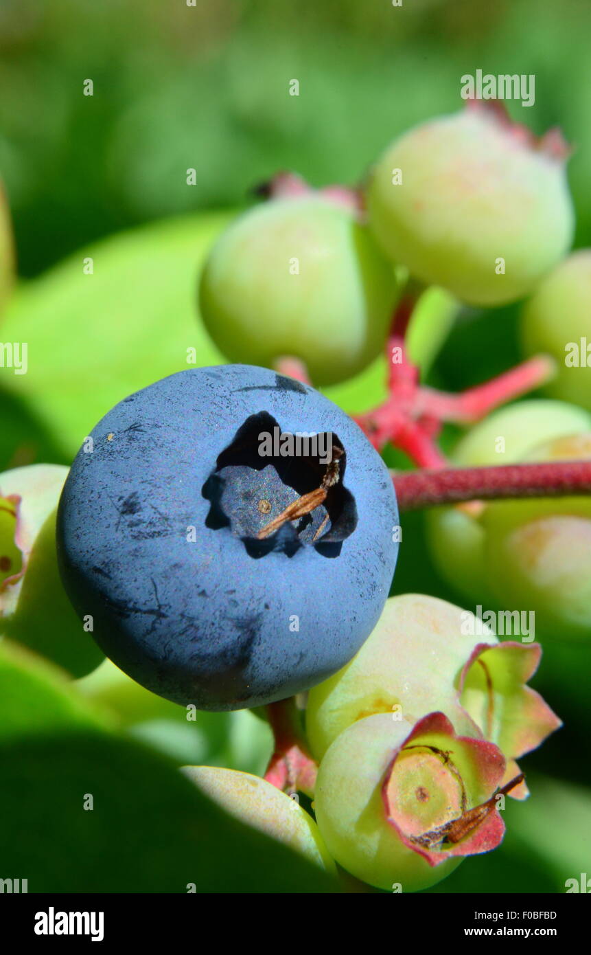 La myrtille baies mûres, fruits, bush, bleu, Close up Banque D'Images
