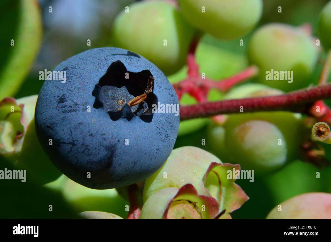 La myrtille baies mûres, fruits, bush, bleu, Close up Banque D'Images