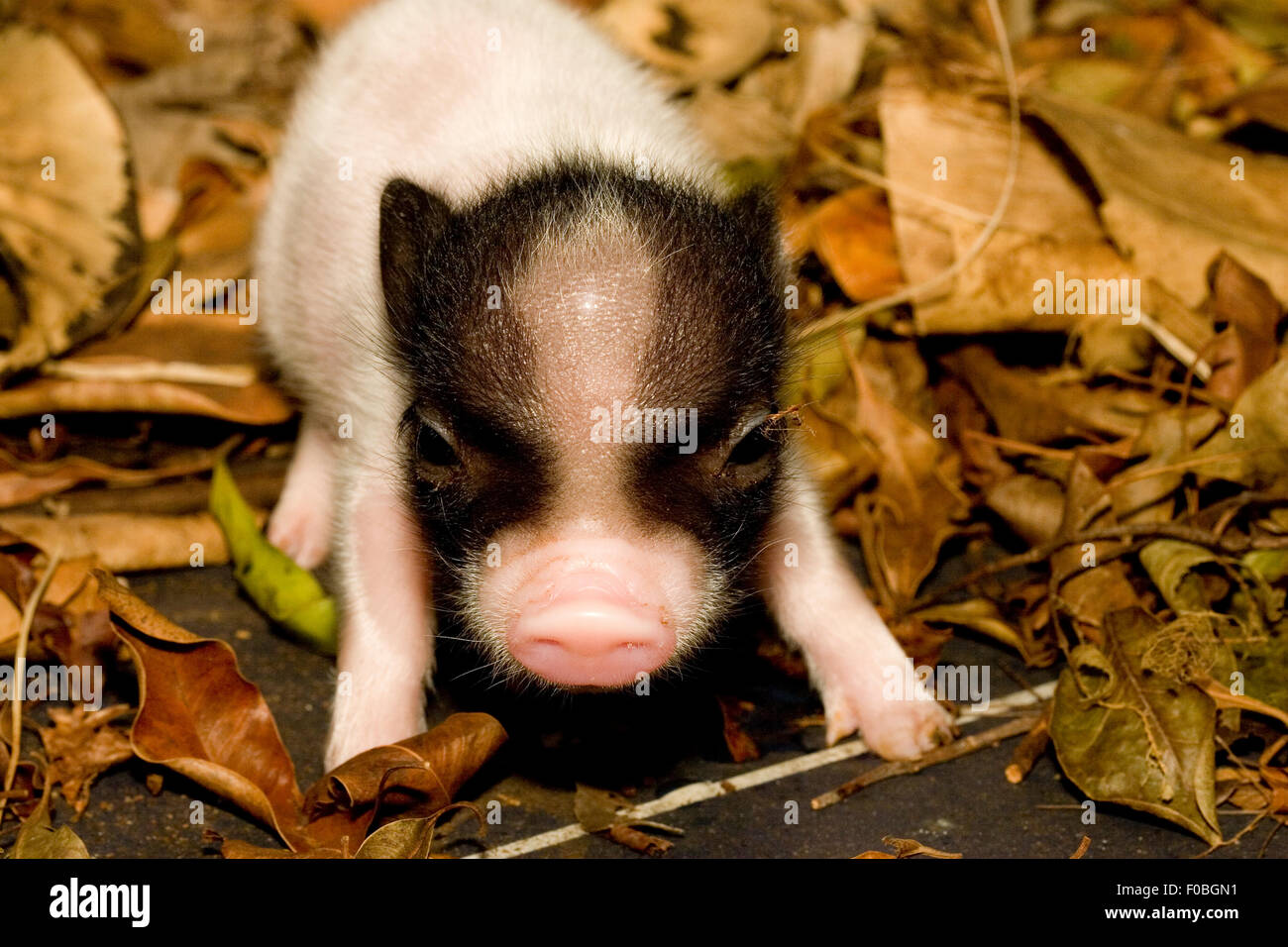 Un Mignon Bebe Cochon Dans Une Ferme Photo Stock Alamy