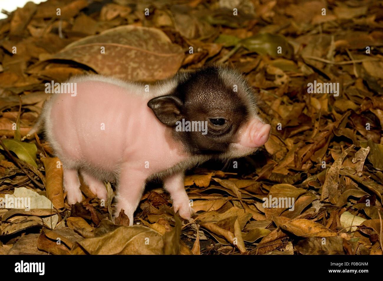 Un Mignon Bebe Cochon Dans Une Ferme Photo Stock Alamy