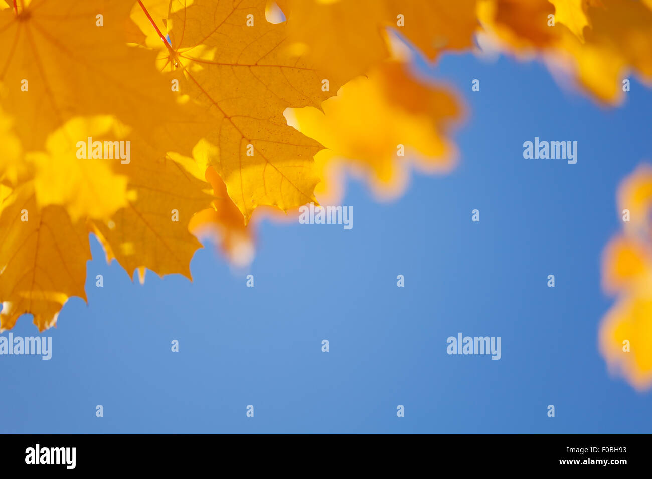 Ciel d'automne et de feuilles d'érable jaune border Banque D'Images