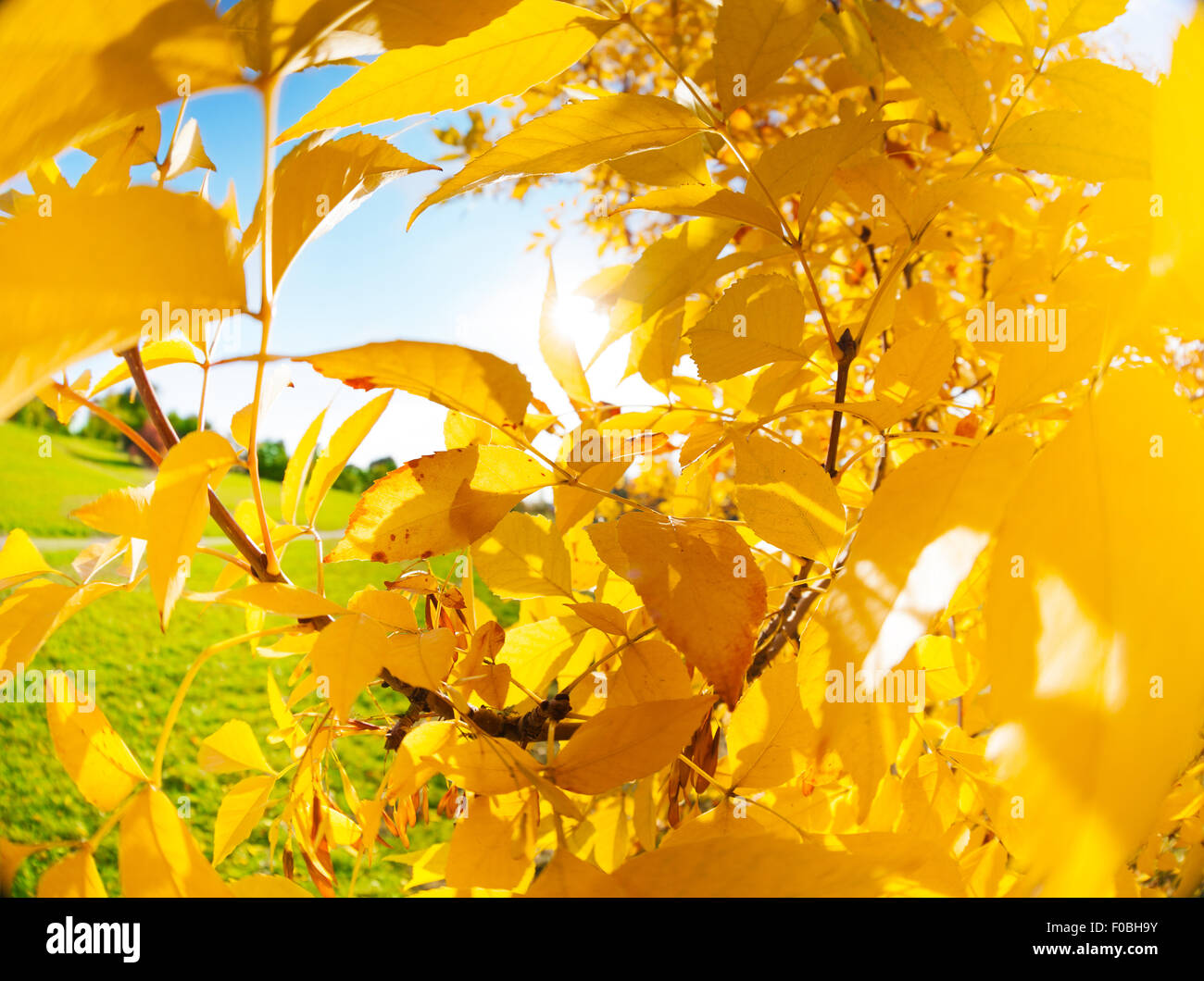 L'automne jaune comme les feuilles des arbres au soleil clair Banque D'Images
