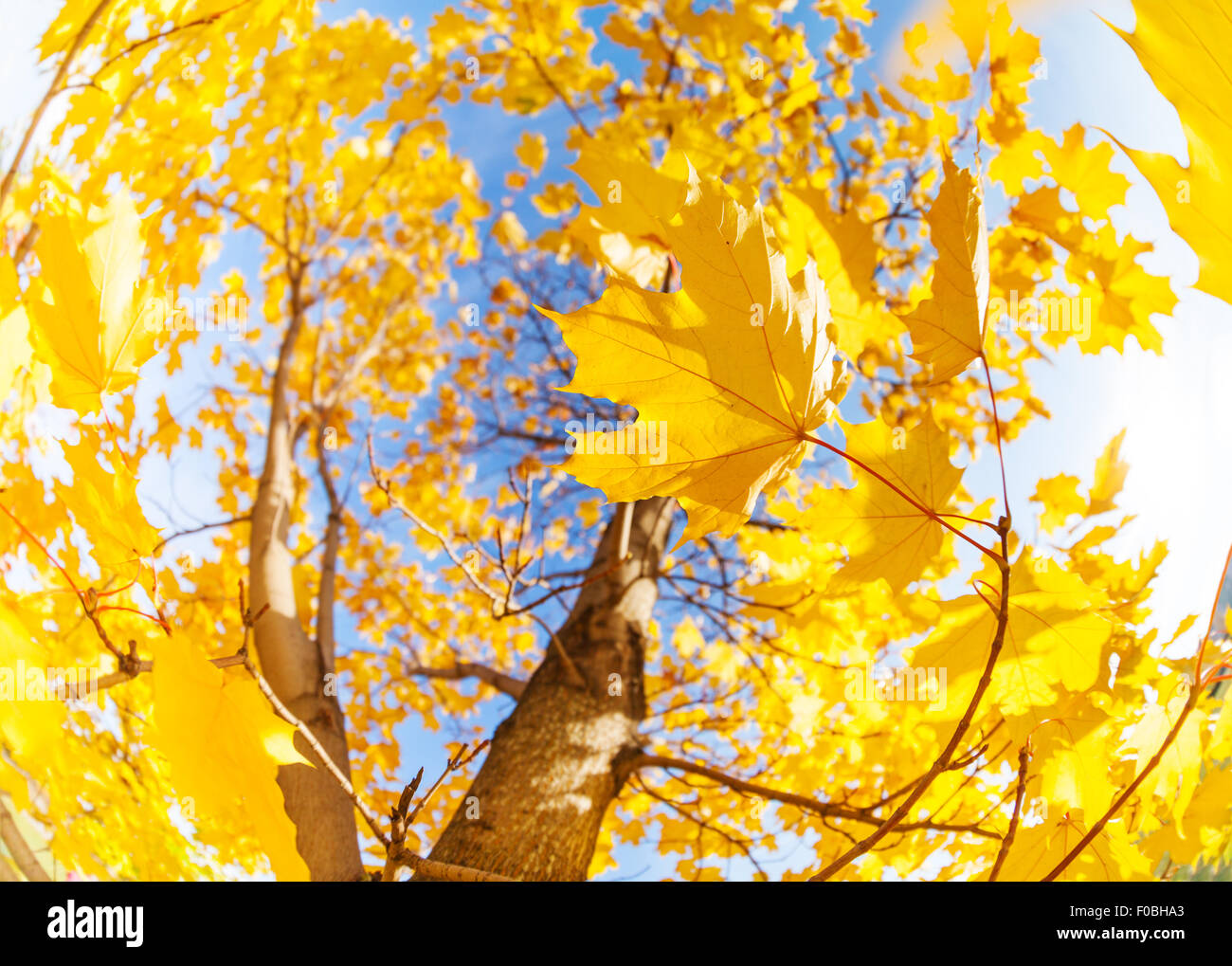 Érable arbre feuilles jaune composition sur sky Banque D'Images