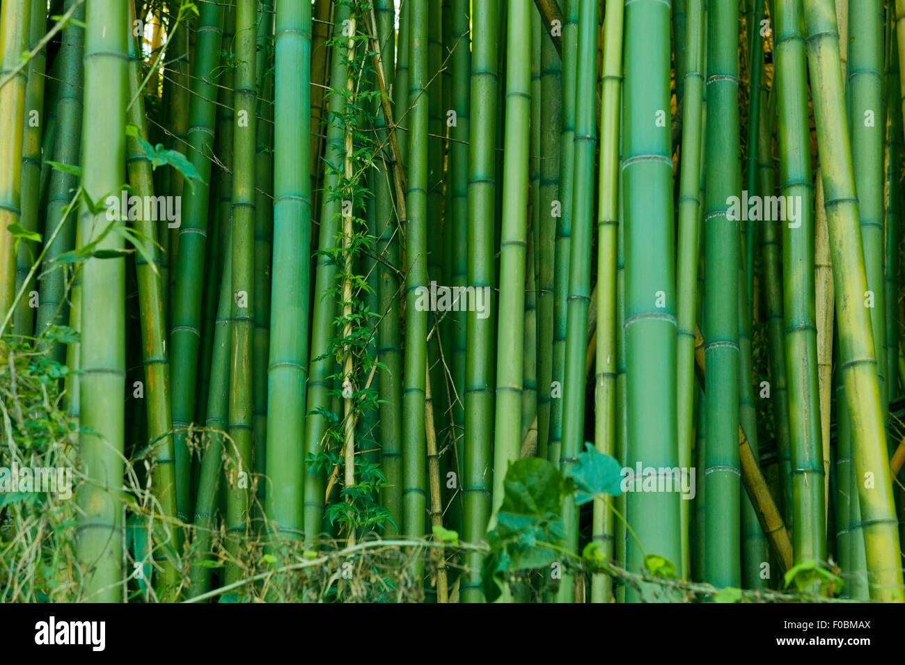 Bambou vert luxuriant nature background Banque D'Images