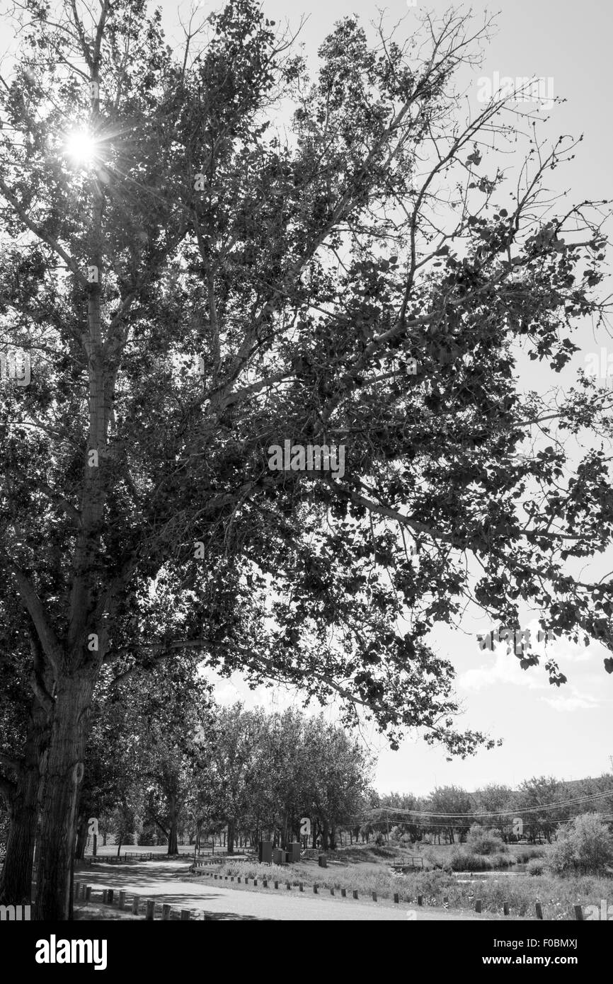 Un arbre avec le soleil derrière elle dans la région de Kin Coulee Park à Medicine Hat, Alberta, Canada Banque D'Images