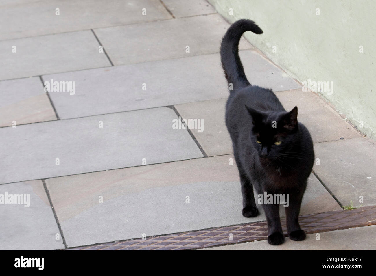 Chat Noir debout sur un trottoir Banque D'Images