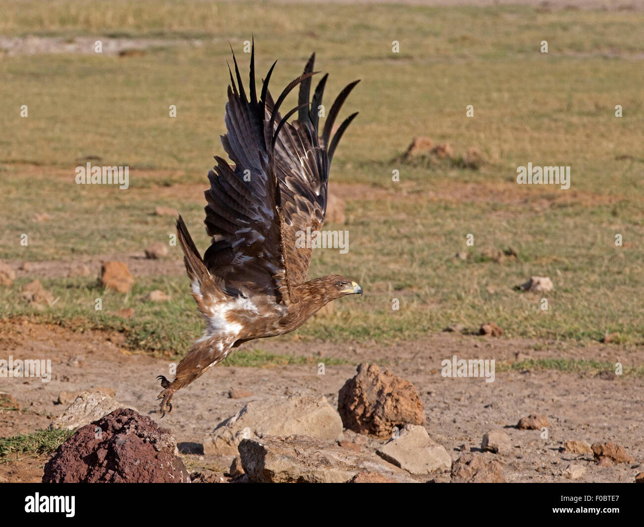 Steppe eagle décollant de termitière Banque D'Images