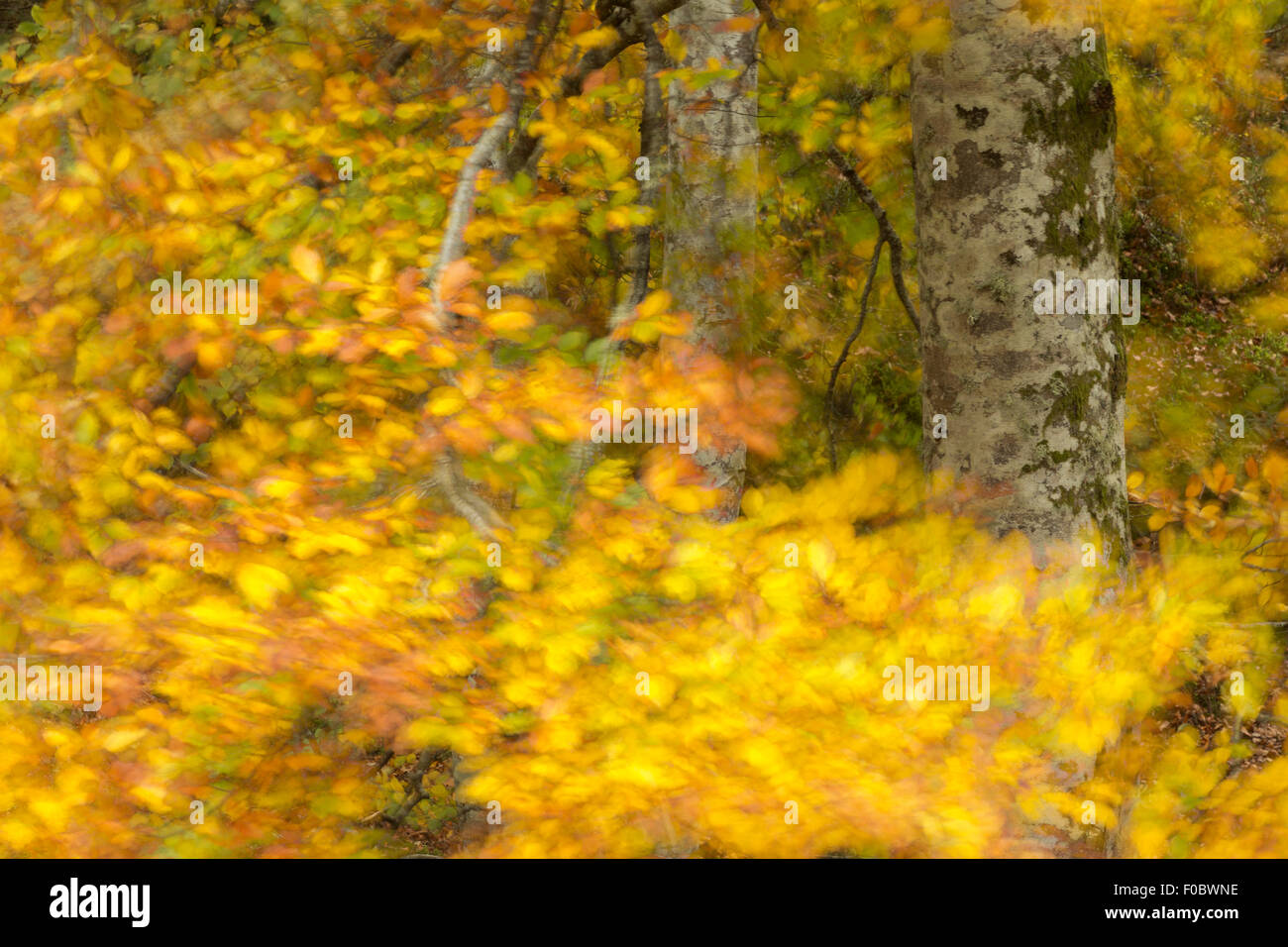 Le hêtre commun (Fagus sylvatica) autumnal leaves blowing in wind Banque D'Images