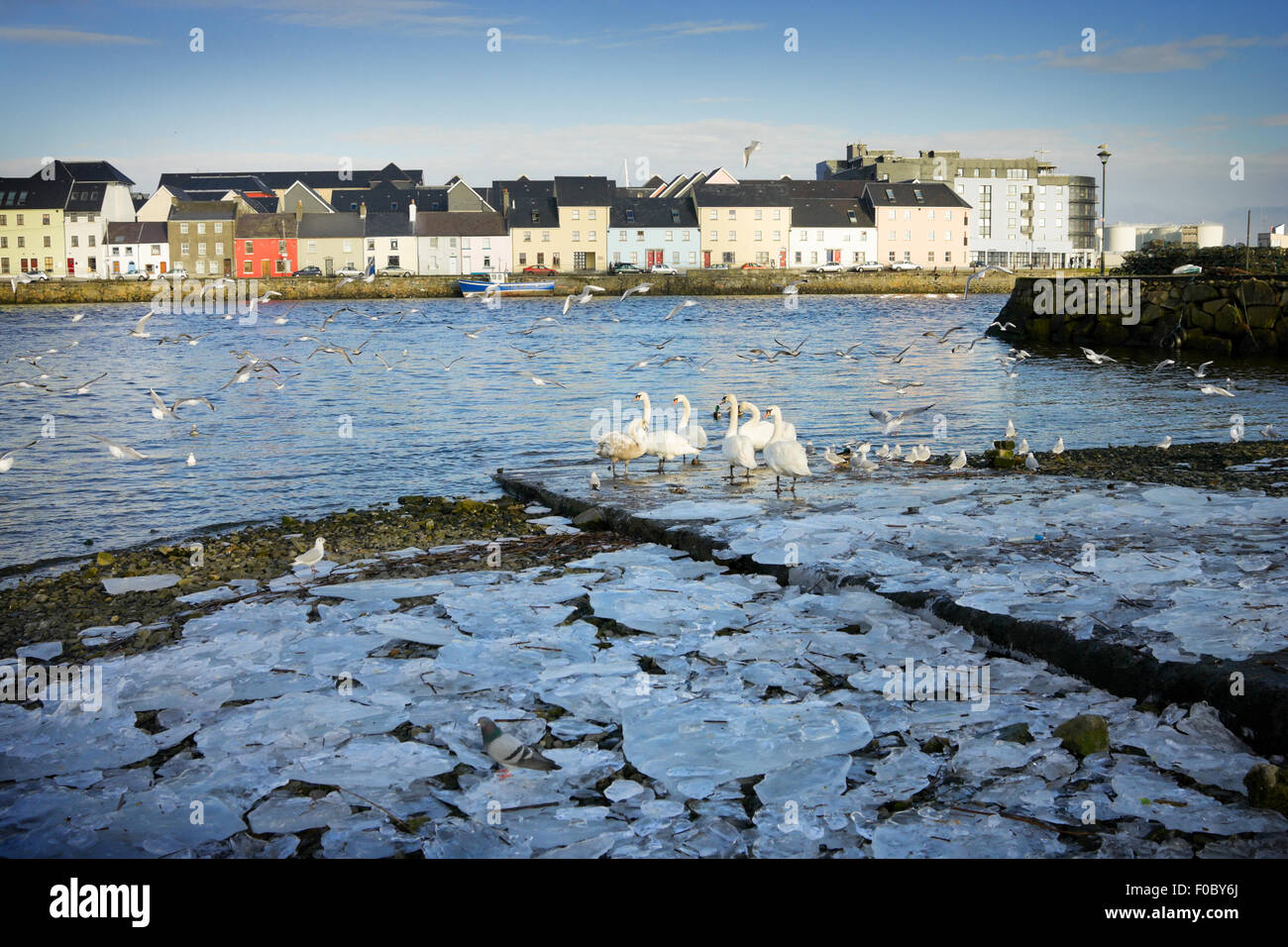 La glace brisée sur la rive de la rivière Corrib et de cygnes dans Claddah, Galway Banque D'Images