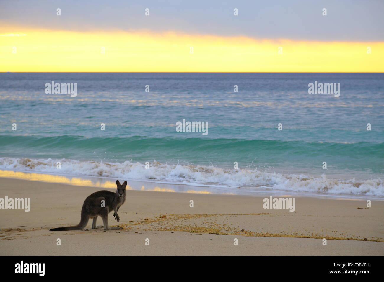 Un seul kangaroo sur la plage de depot Beach de Murramarang National Park, New South Wales, Australie. Banque D'Images