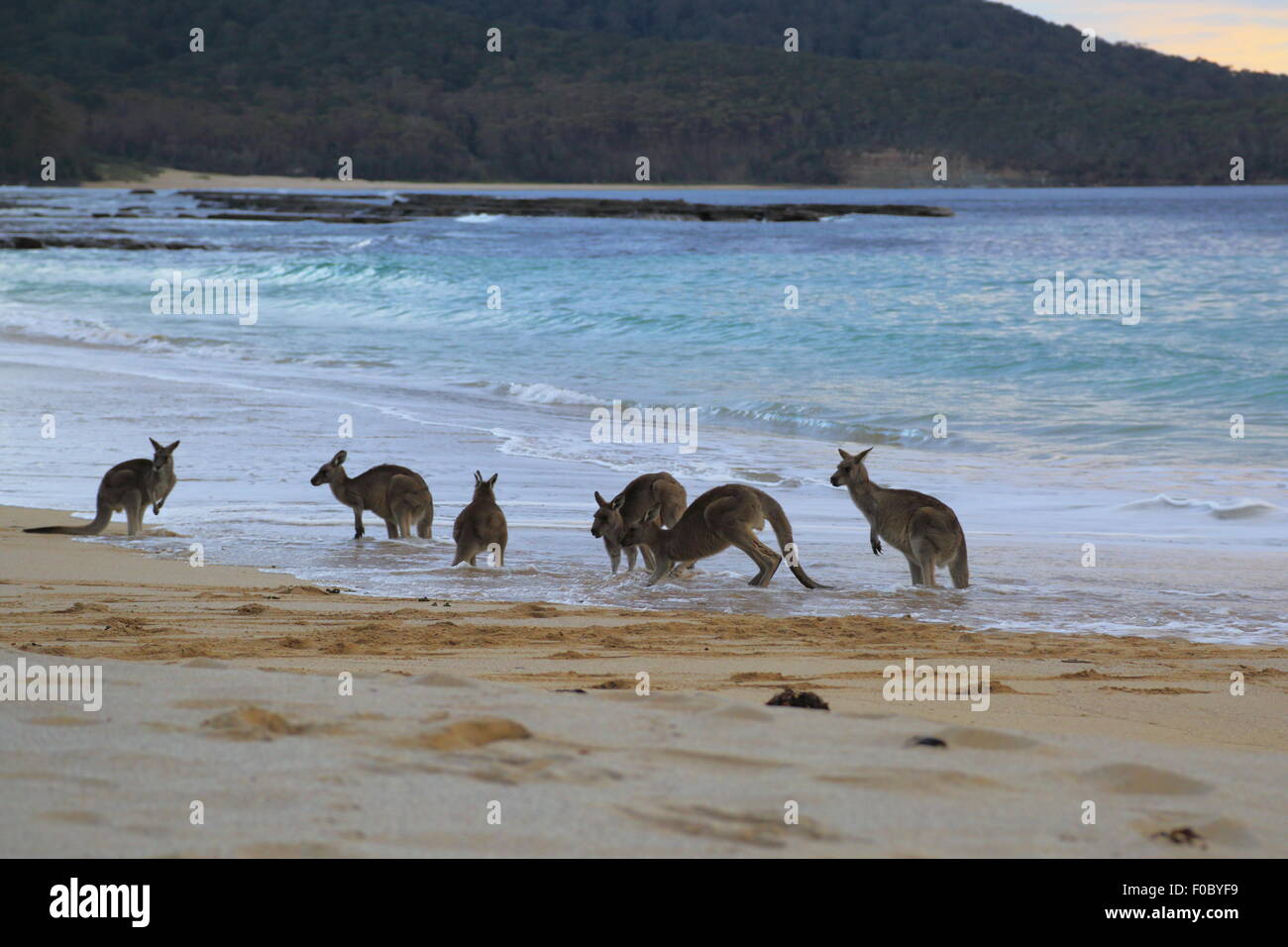 Une petite foule de kangourous dans le surf à Depot Beach de Murramarang National Park, New South Wales, Australie. Banque D'Images